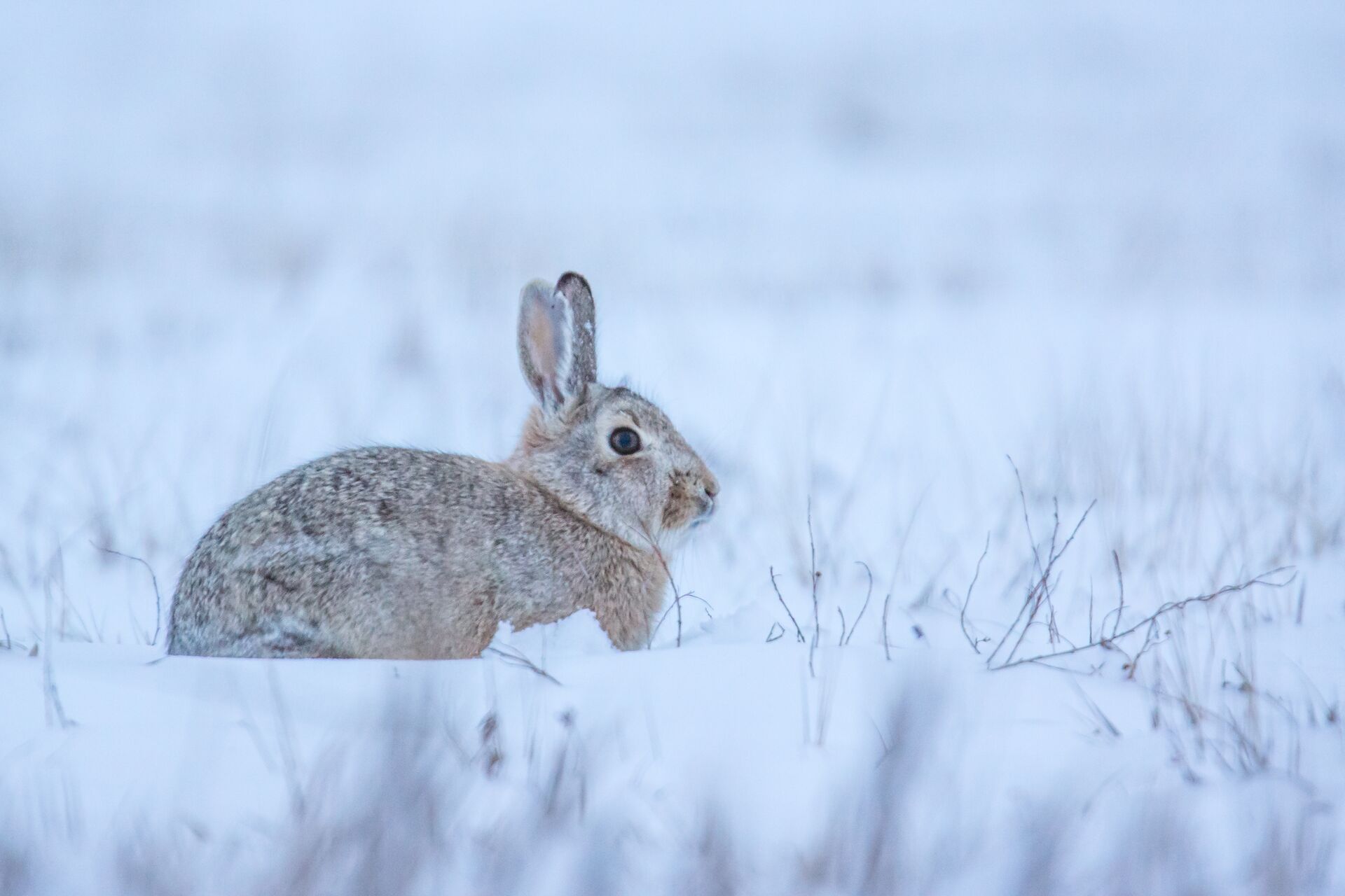 A rabbit in the snow, should you use a bb gun to hunt small game concept. 