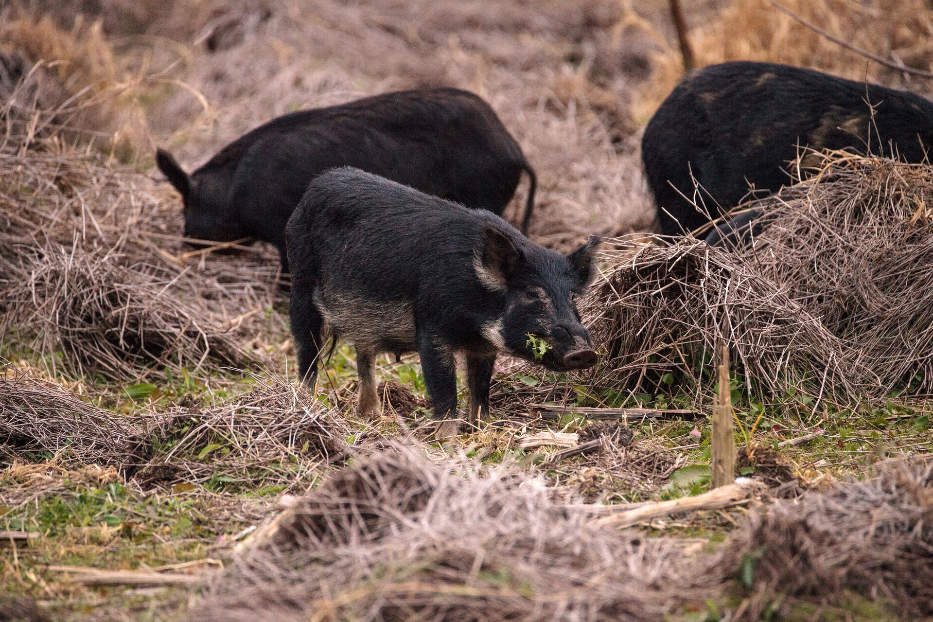 Wild hogs in a field. 