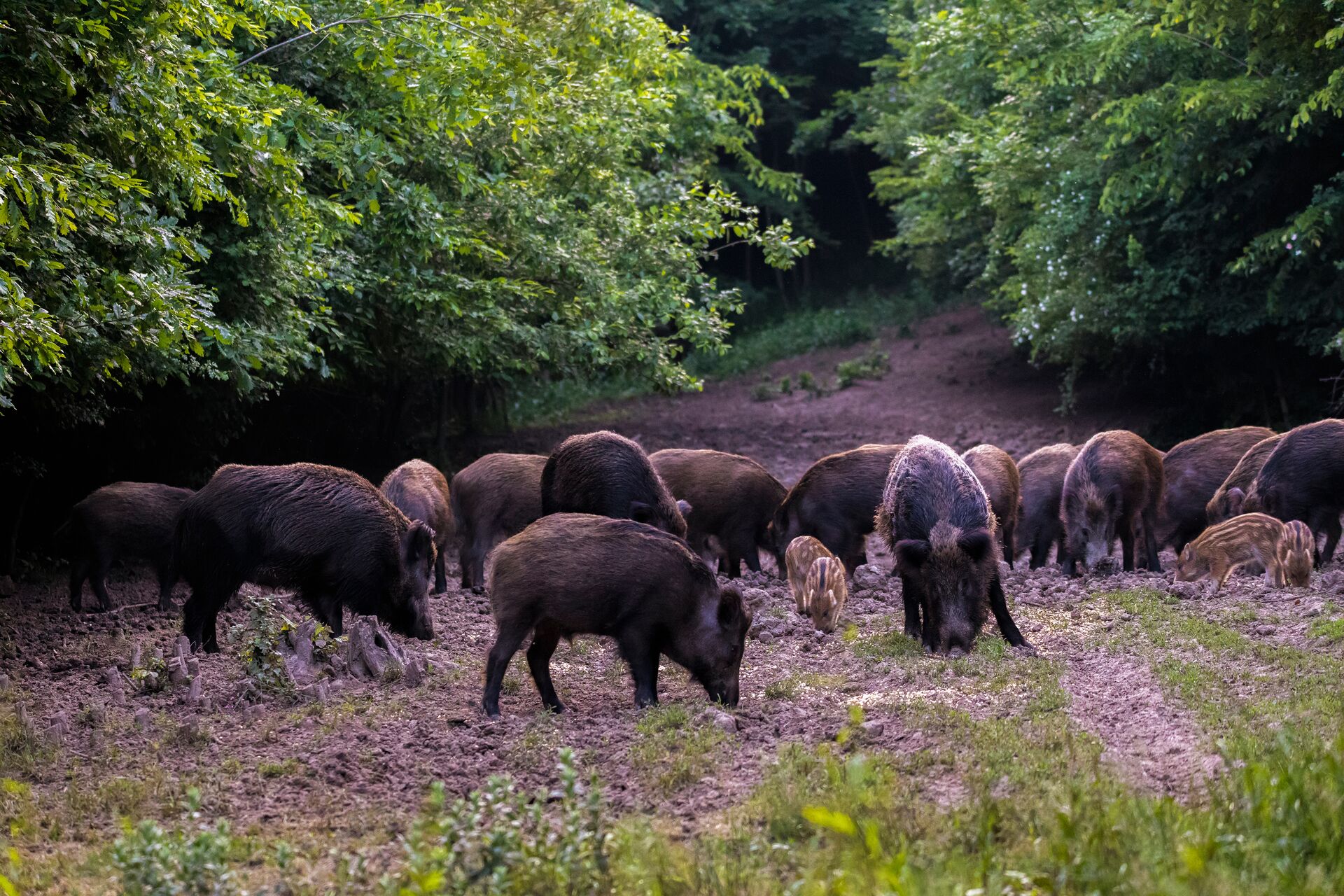 A group of feral hogs eating on the ground. 