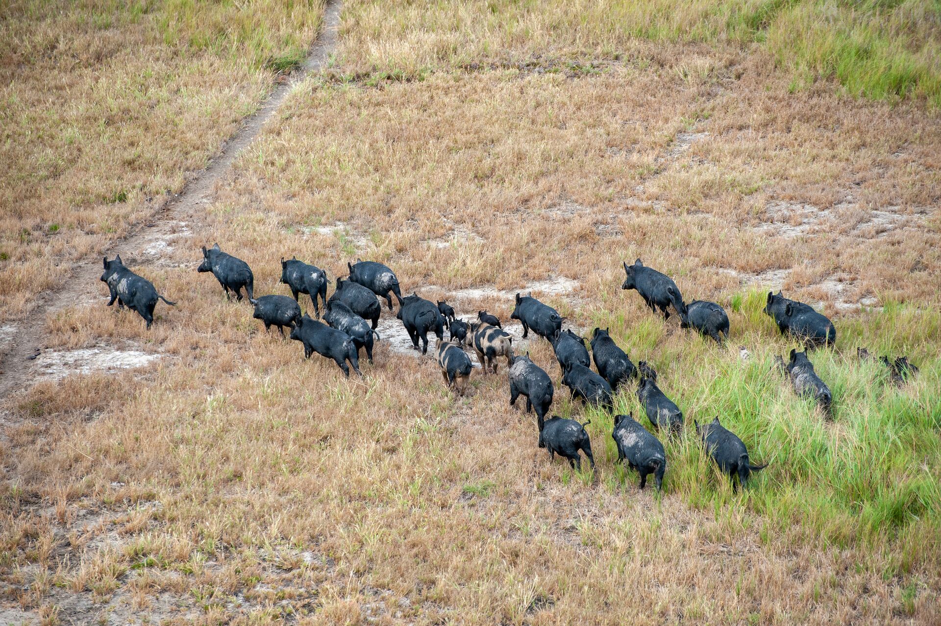 A big group of wild hogs walking through a field. 