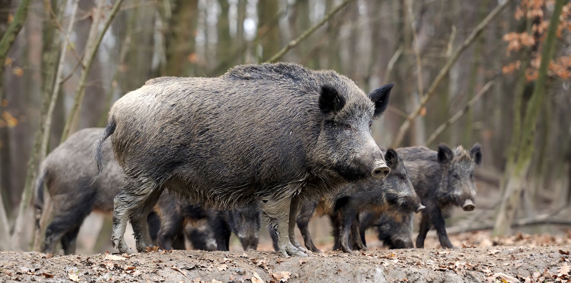 Several wild hogs in a field. 