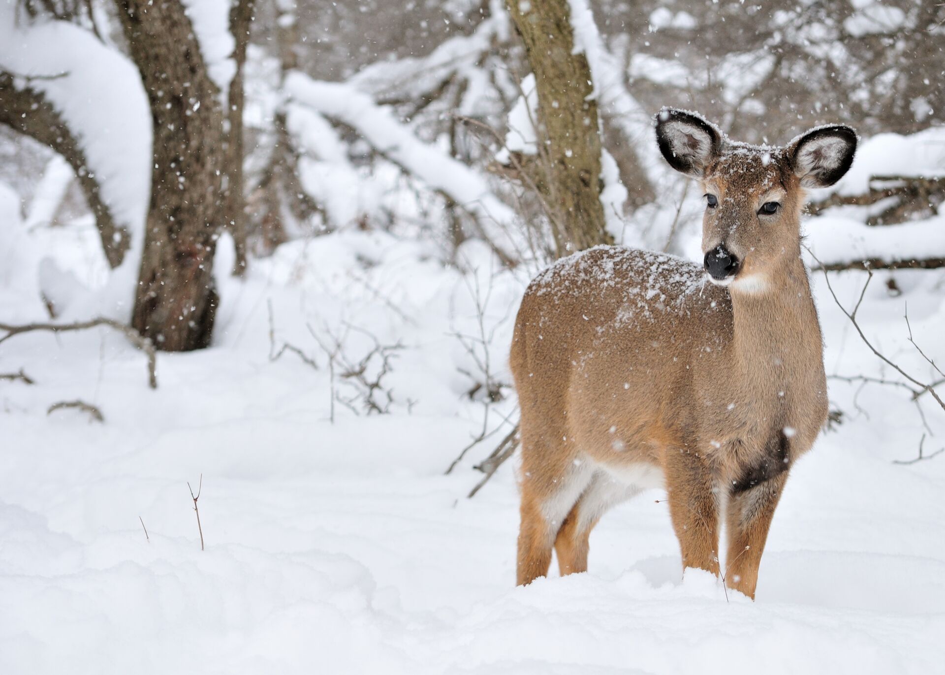 A doe in deep snow, cold-weather hunting concept. 