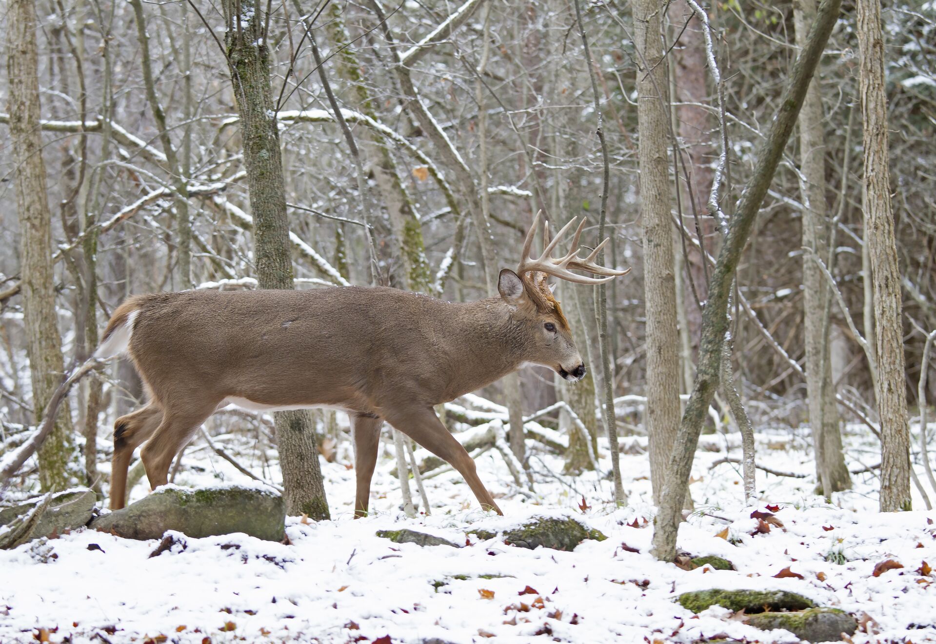 A deer buck in the woods surrounded by snow. 