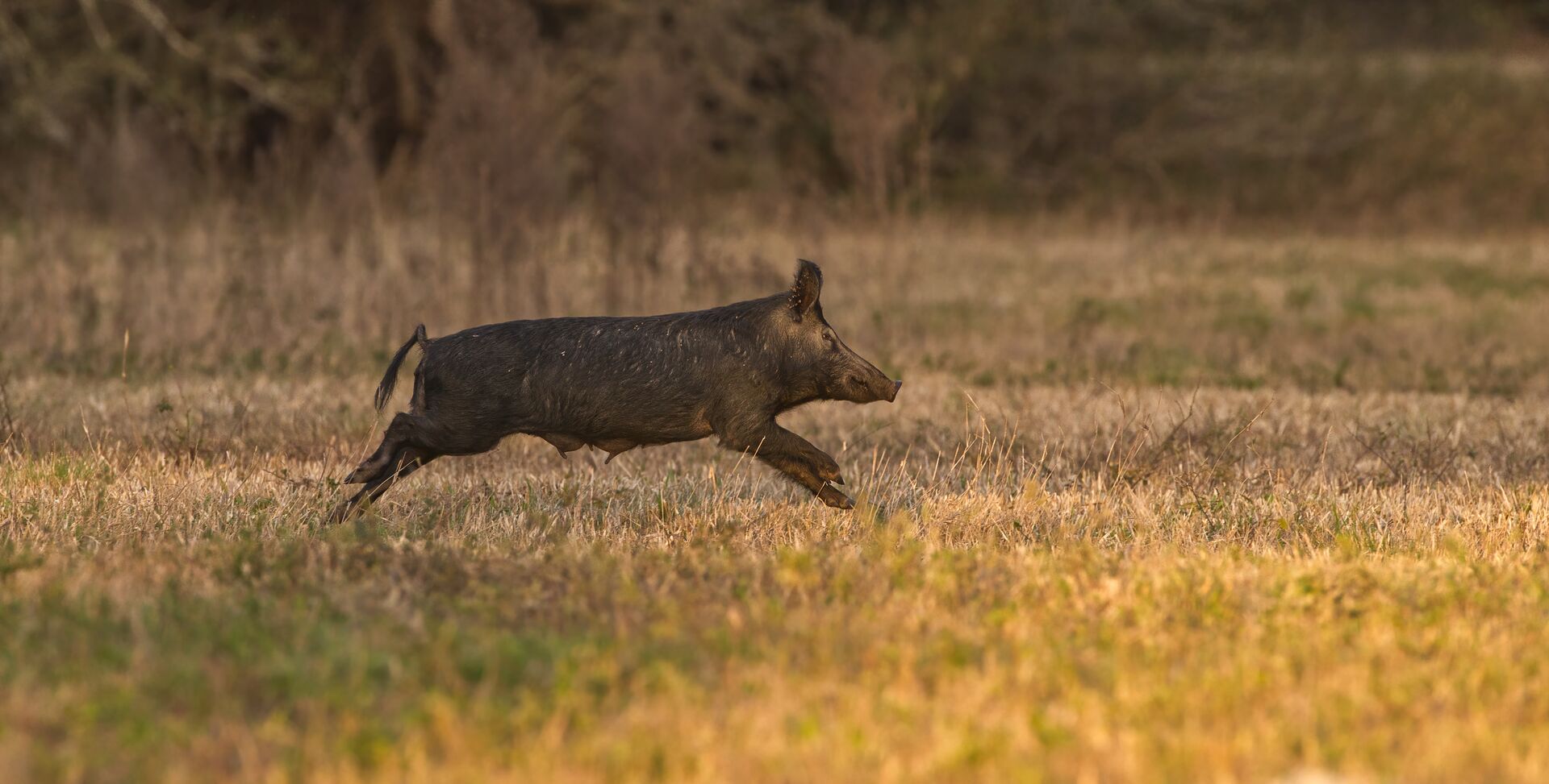 A lone wild hog runs through a field. 