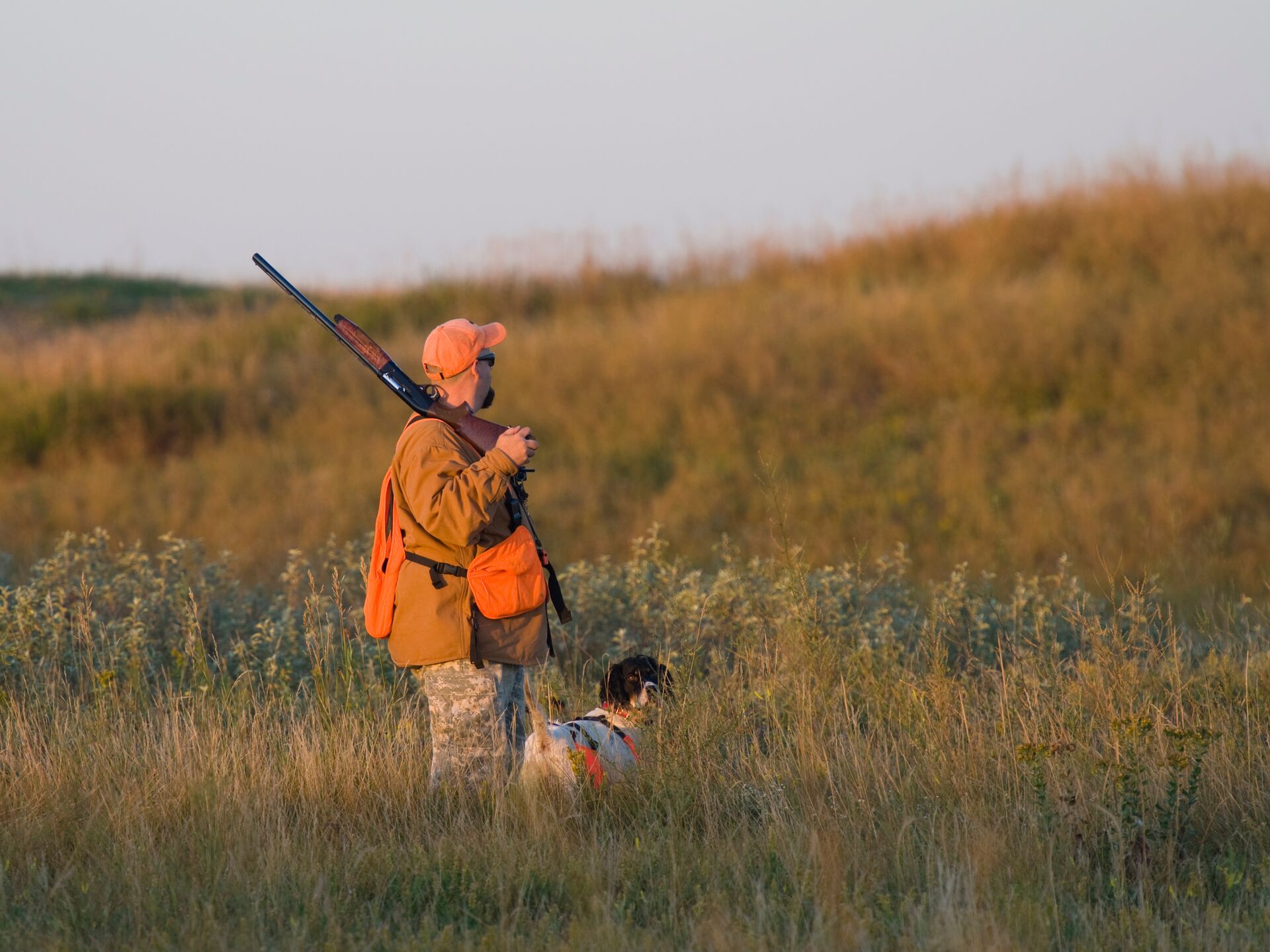 A hunter in blaze orange with a shotgun and hunting dog in a field. 