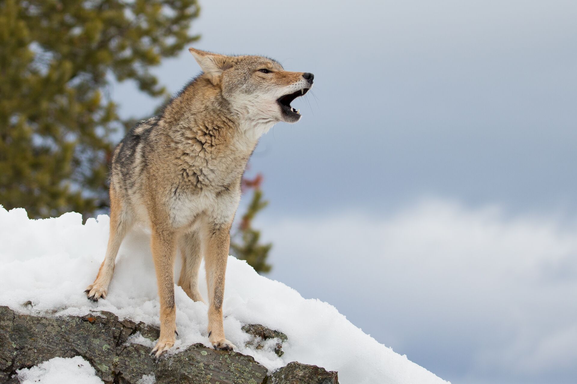 A coyote howls while standing on snowy rocks. 