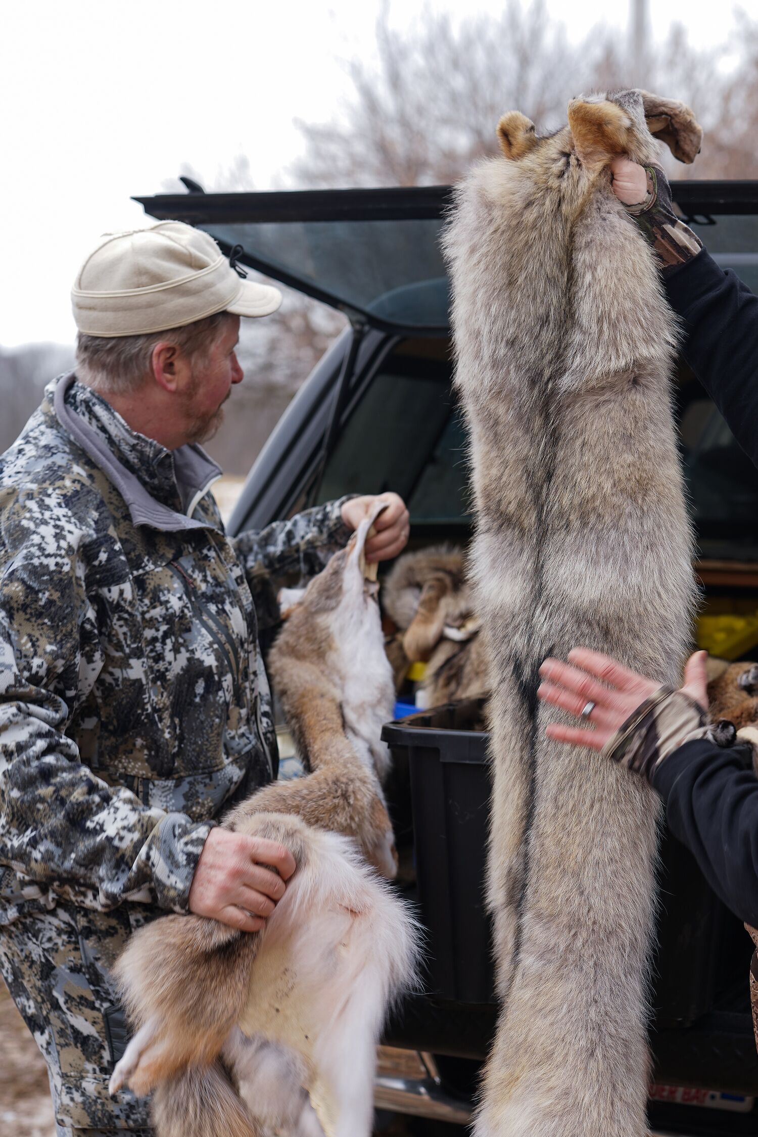 A hunter holds up coyote pelts while standing at the back of a truck. 