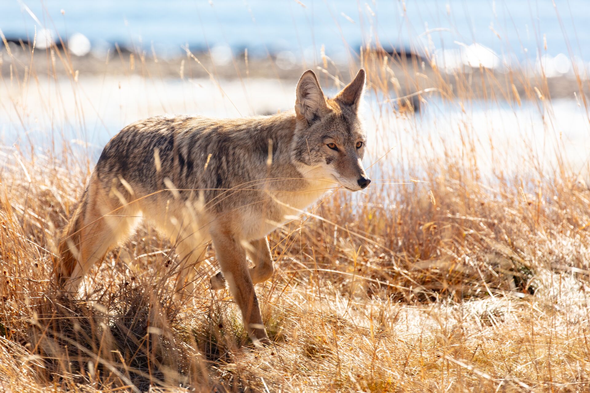 A coyote walks through a field, coyote vs wolf concept. 