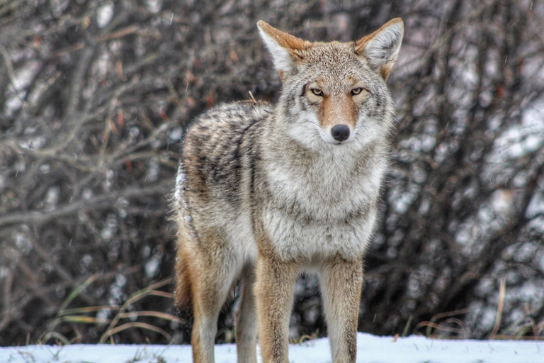 A coyote stands in the snow near trees