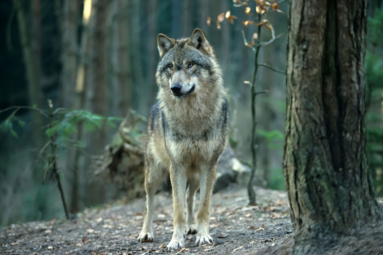 A wolf watches from the forest. 