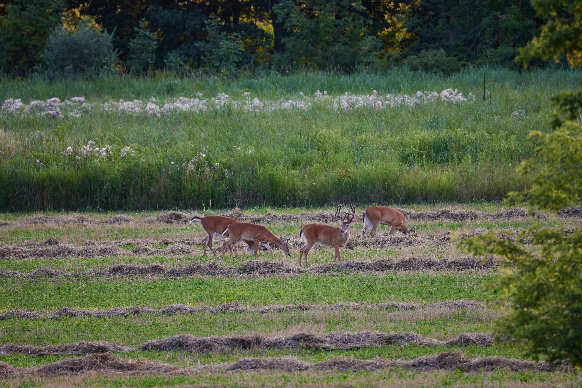 Several deer eating in a field. 