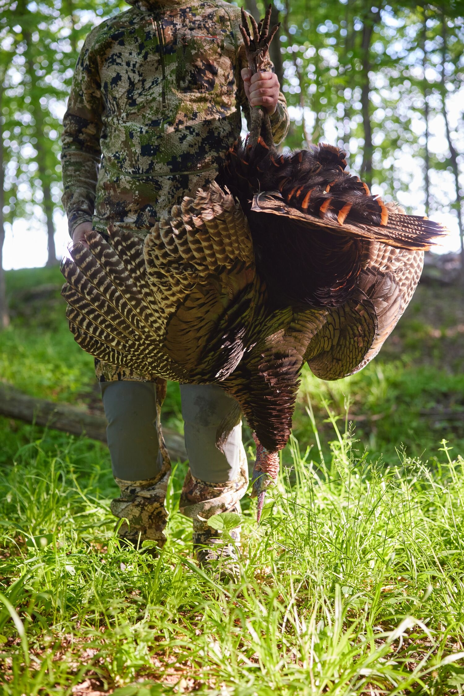 How to Turkey Hunt for Beginners | Hunter-ed.com™