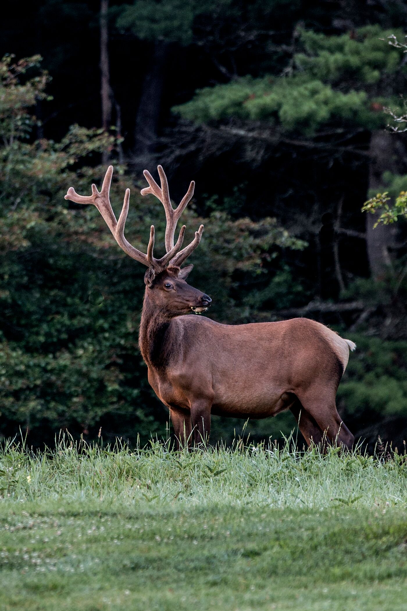 Bull elk with velvet on antlers stands in clearing. 