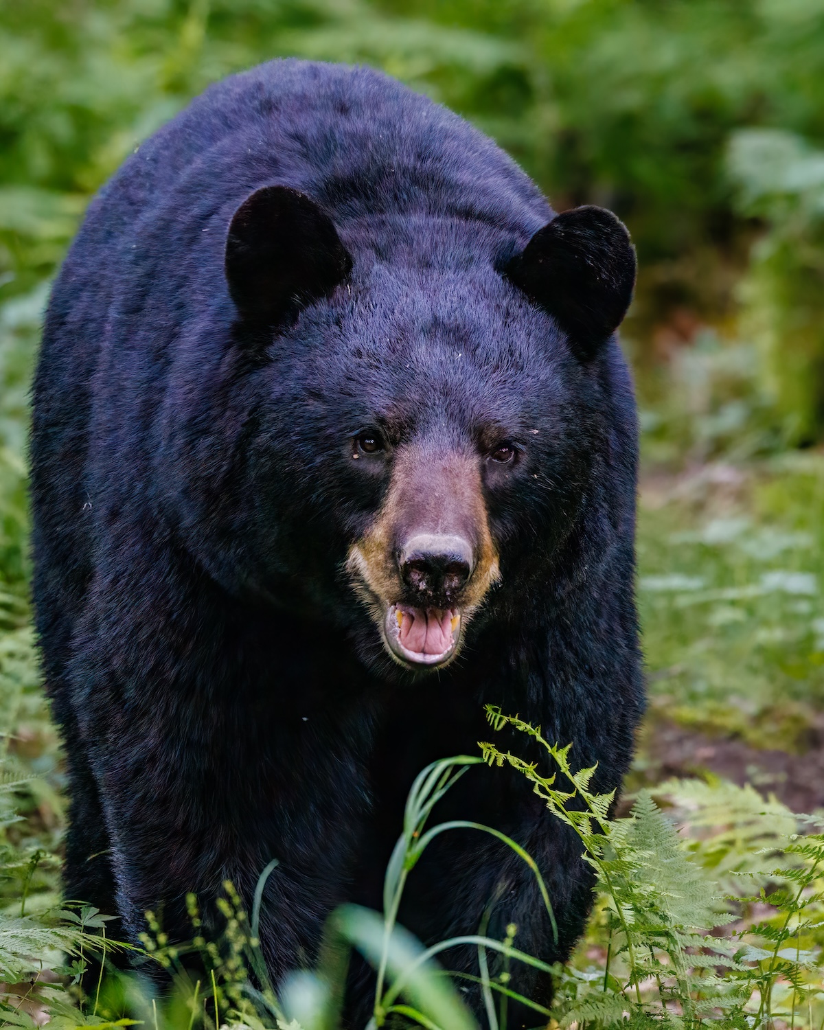 Close-up of a black bear on a hill. 