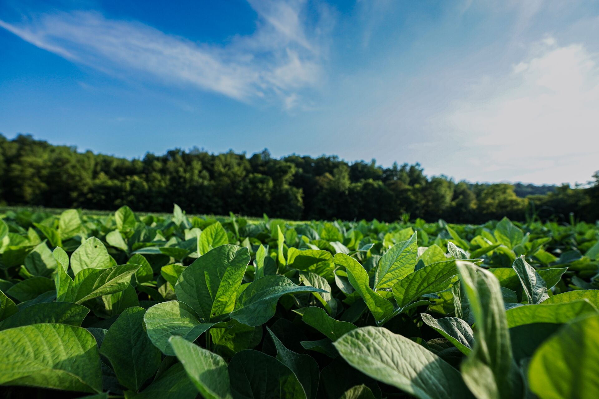Close up of crops in a food plot. 