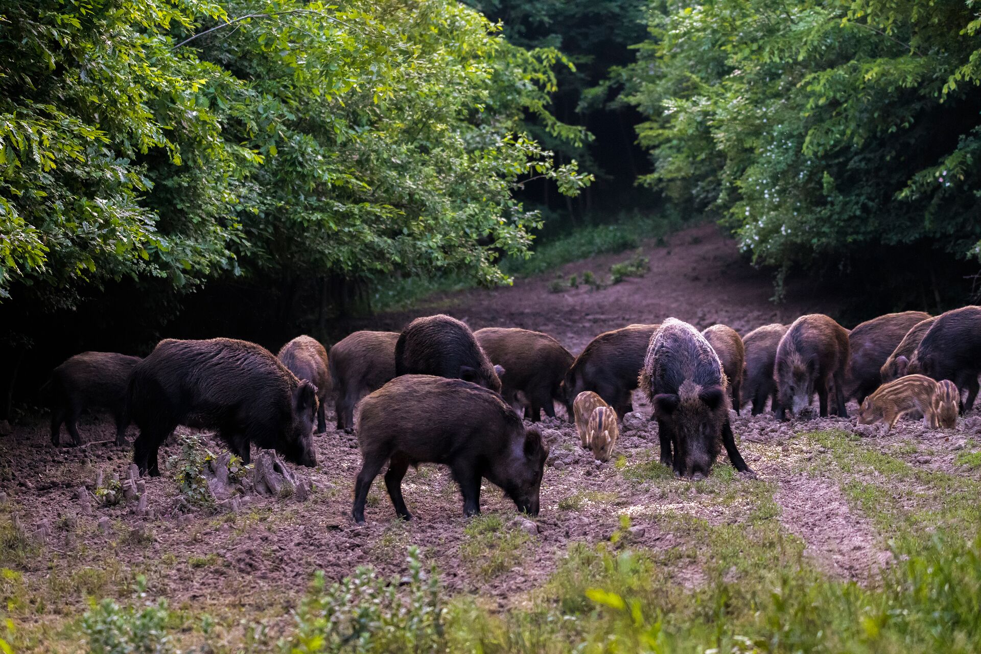 Group of wild hogs eating in a clearing. 