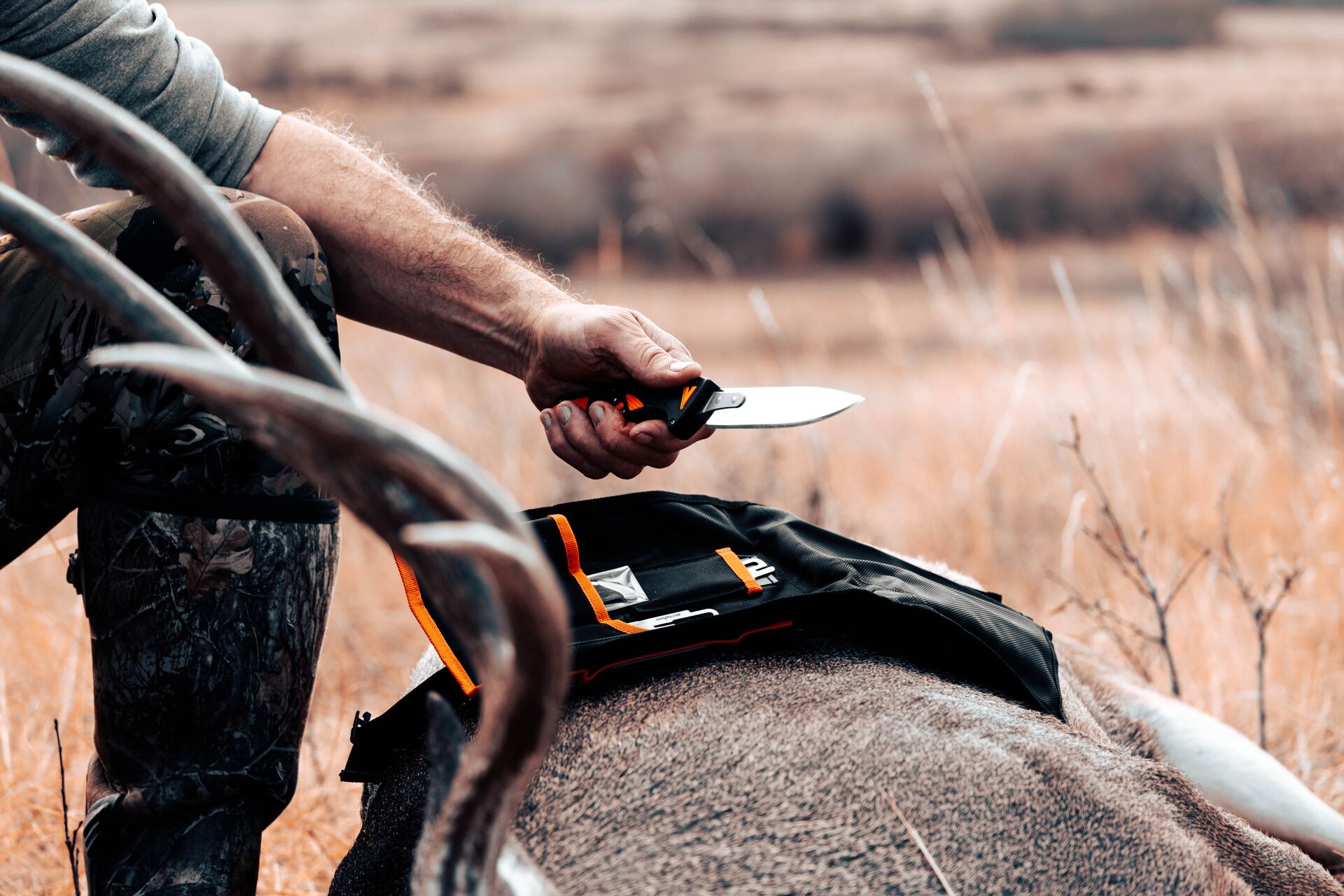 Hunter holds a knife over an animal for field dressing. 