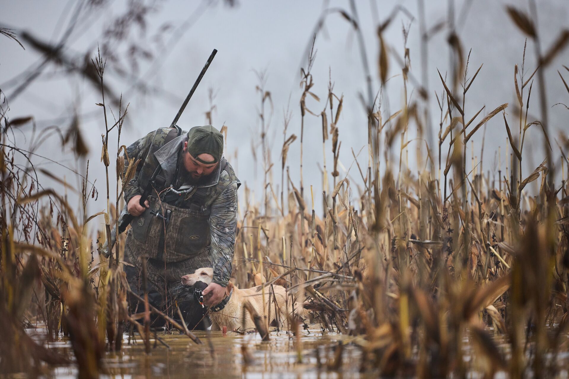 A hunter with shotgun and hunting dog in the water for waterfowl hunt. 
