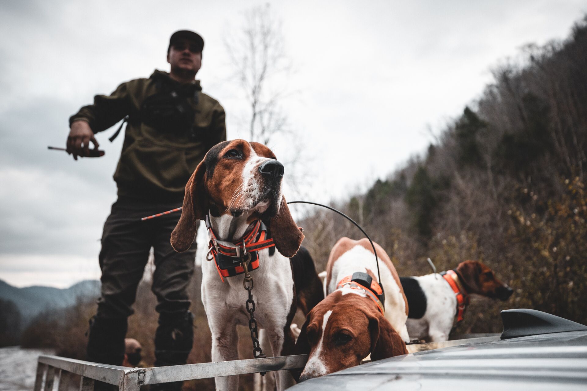 Hunter with several dogs on a truck, how to get into hunting concept. 