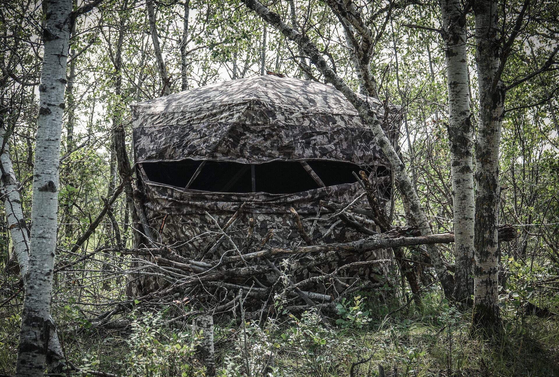 Hunting blind hidden in the woods. 
