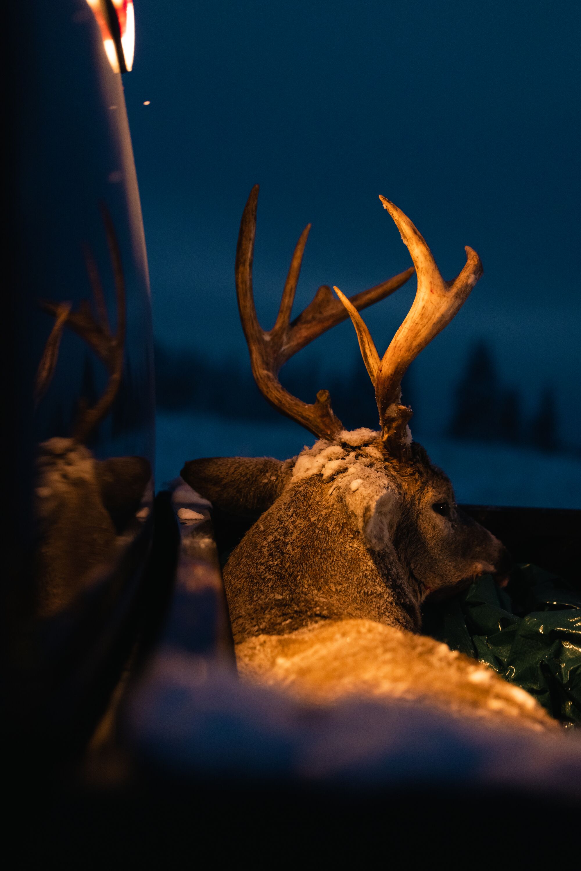 Buck deer in back of truck in the dark, what is deer open season concept. 