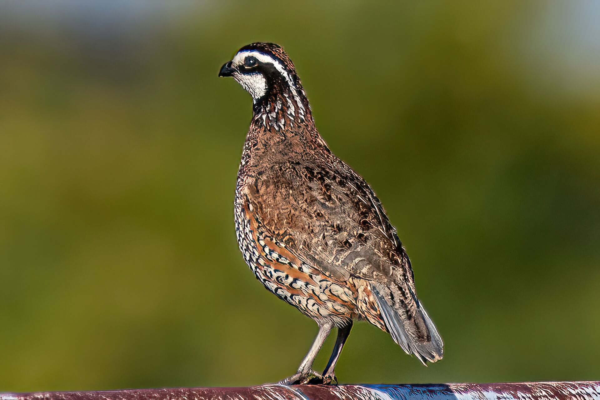 A quail on a fence rail. 