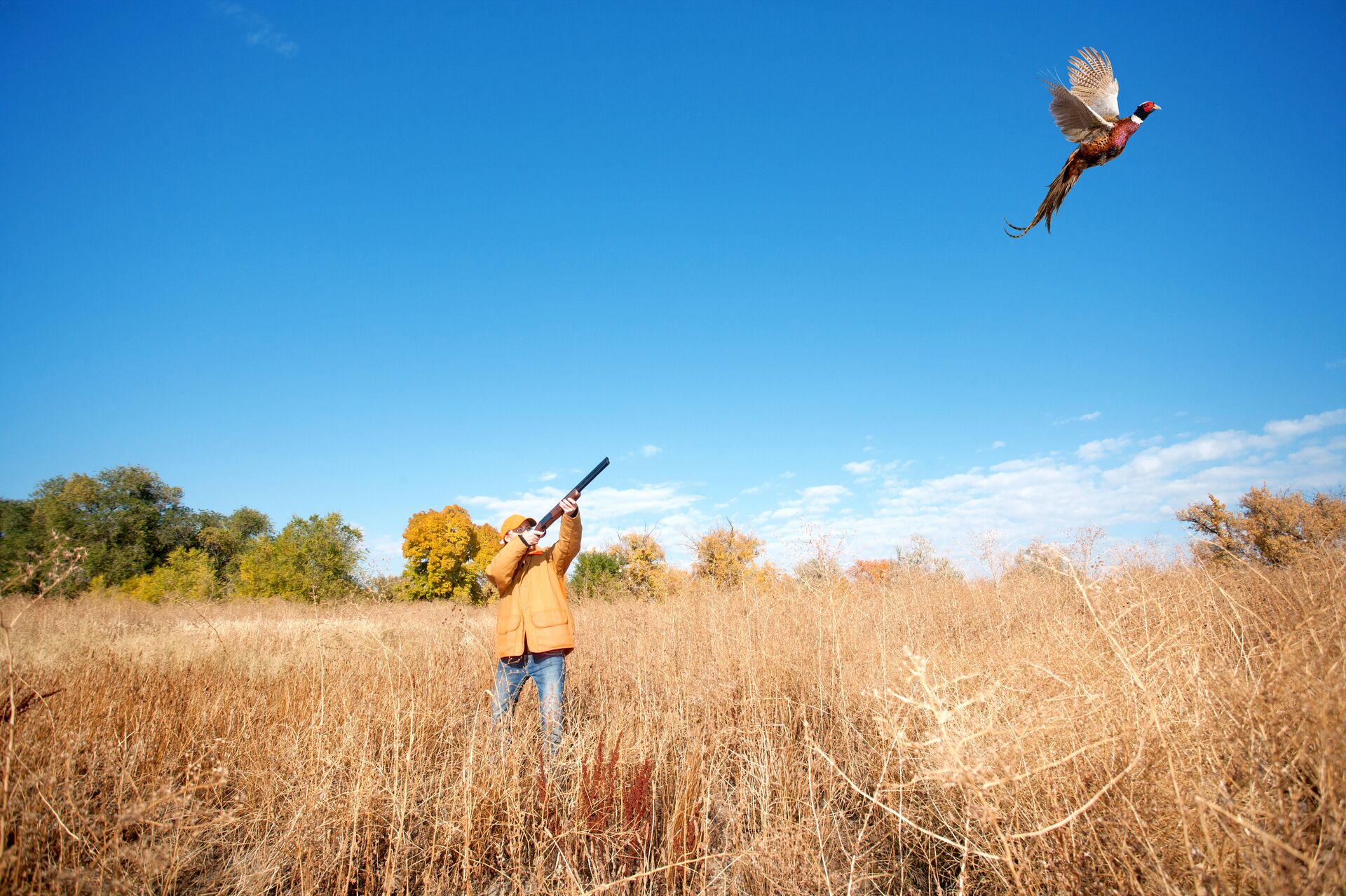 Hunter aims shotgun at bird in flight, what is upland game hunting concept. 