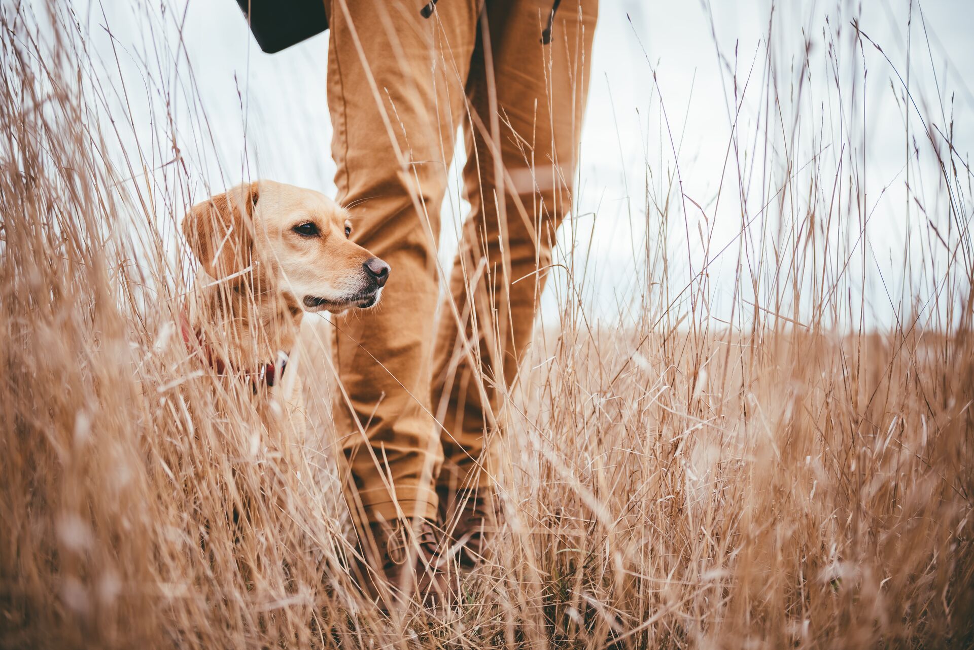 Hunting dog waits next to hunter in tall brush. 