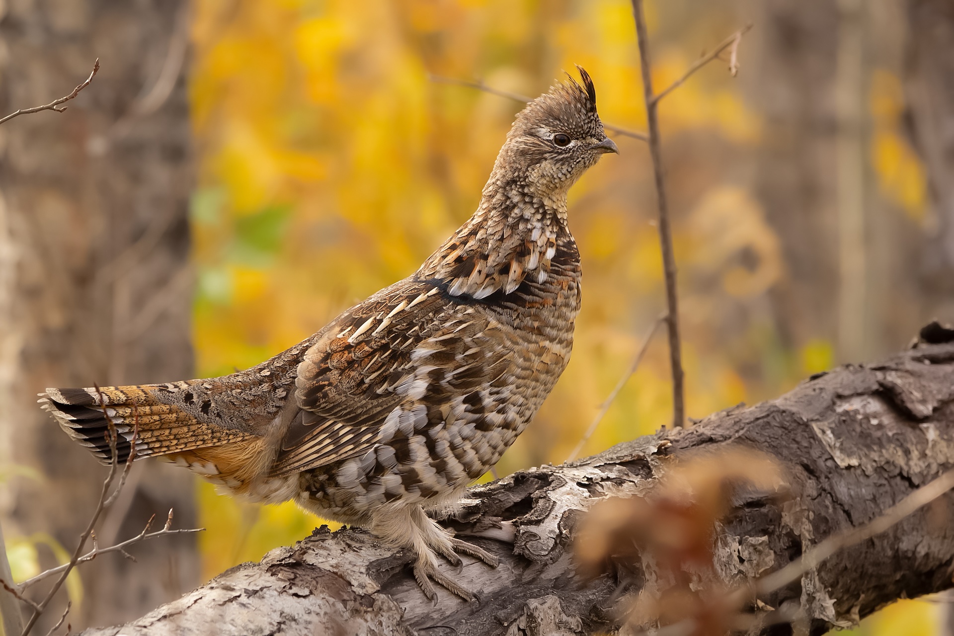 Grouse perched on a tree limb. 