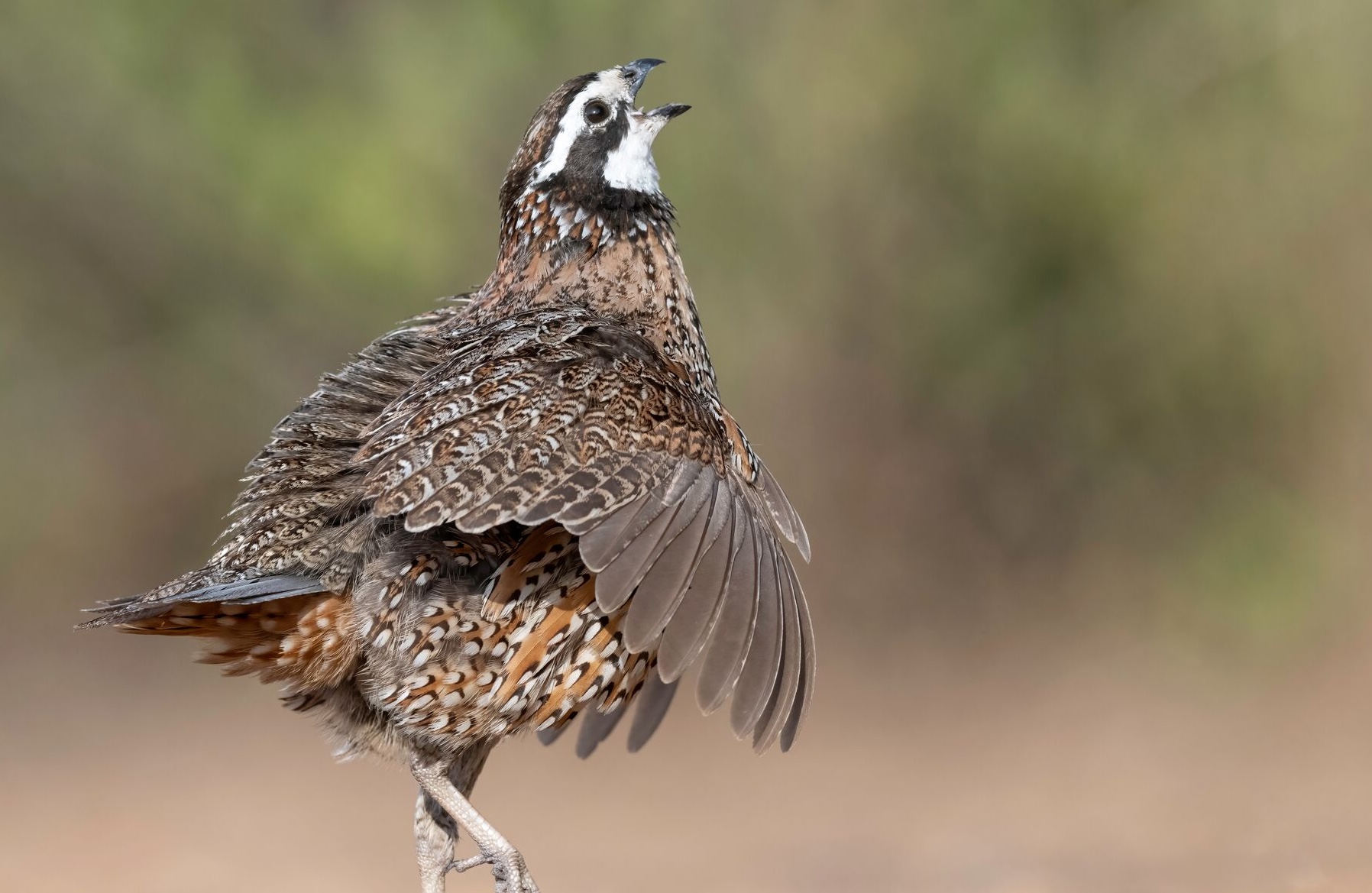 Quail walking and making noise, what is upland game concept.