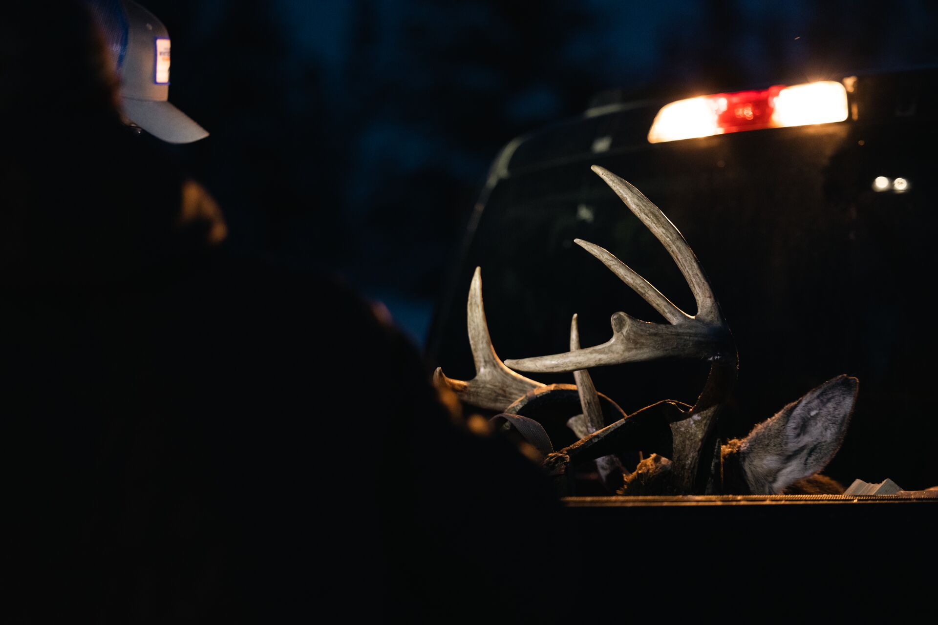 Close-up of deer antlers on deer in back of truck, morning deer hunting tips concept. 
