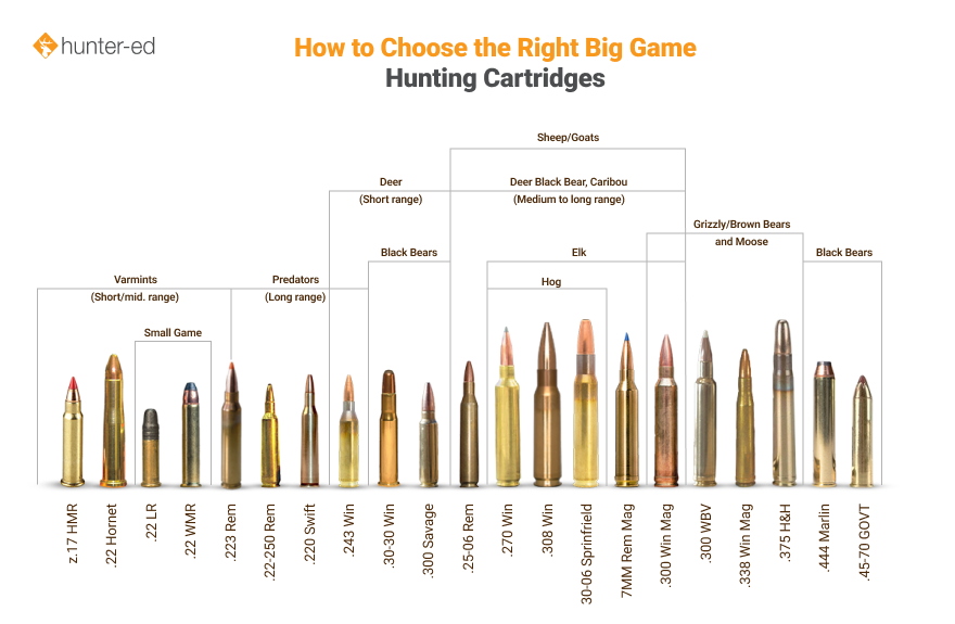 Infographic showing various rifle cartridges from Hunter-Ed, big game cartridge comparison concept. 