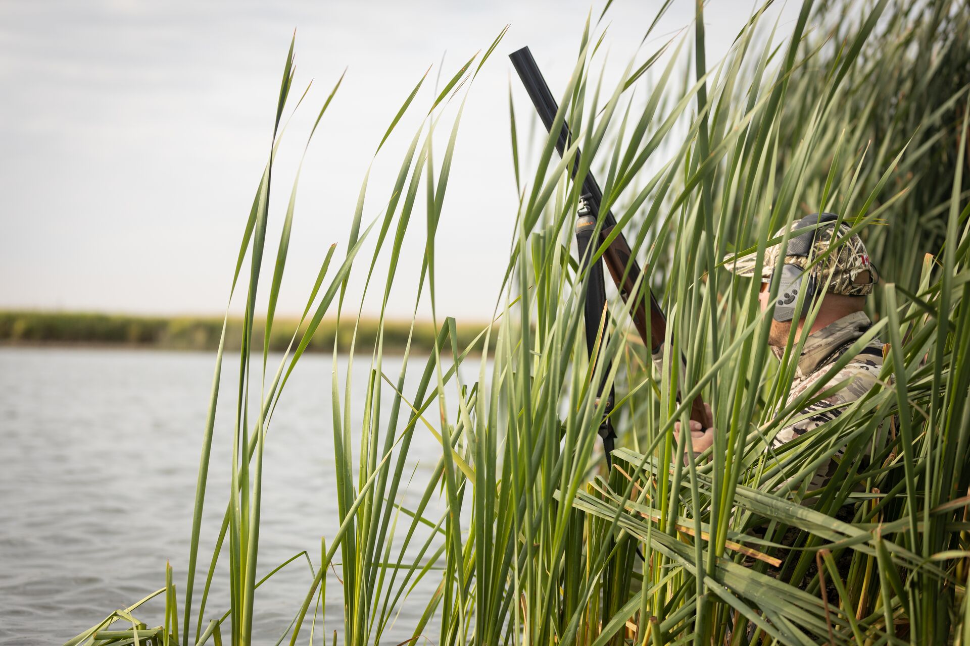 Hunter concealed in reeds near water for duck hunt.