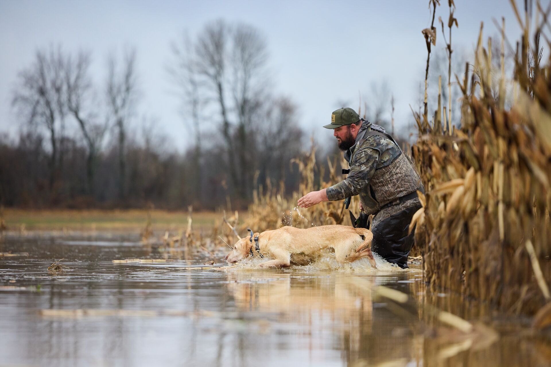 Hunter releases dog to retrieve waterfowl in water, duck hunting tactics concept.
