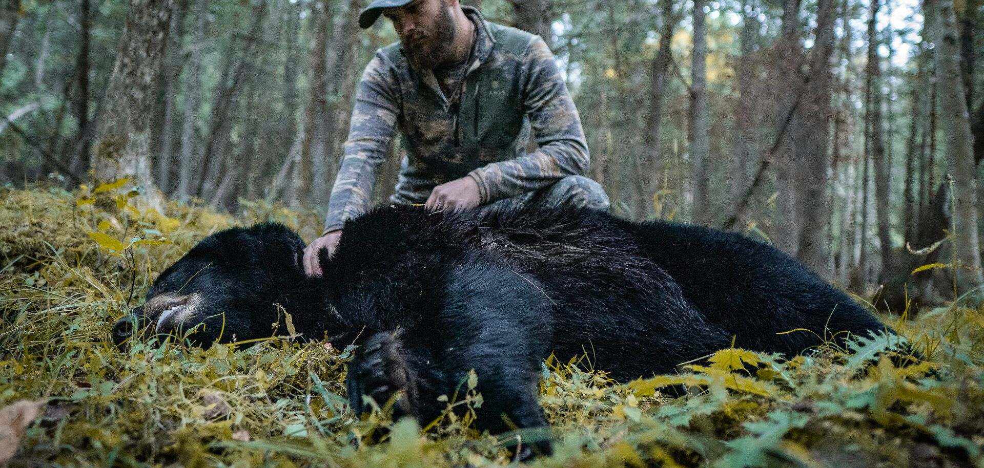 Hunter with bear after hunt in woods, what hunting season is open right now concept. 