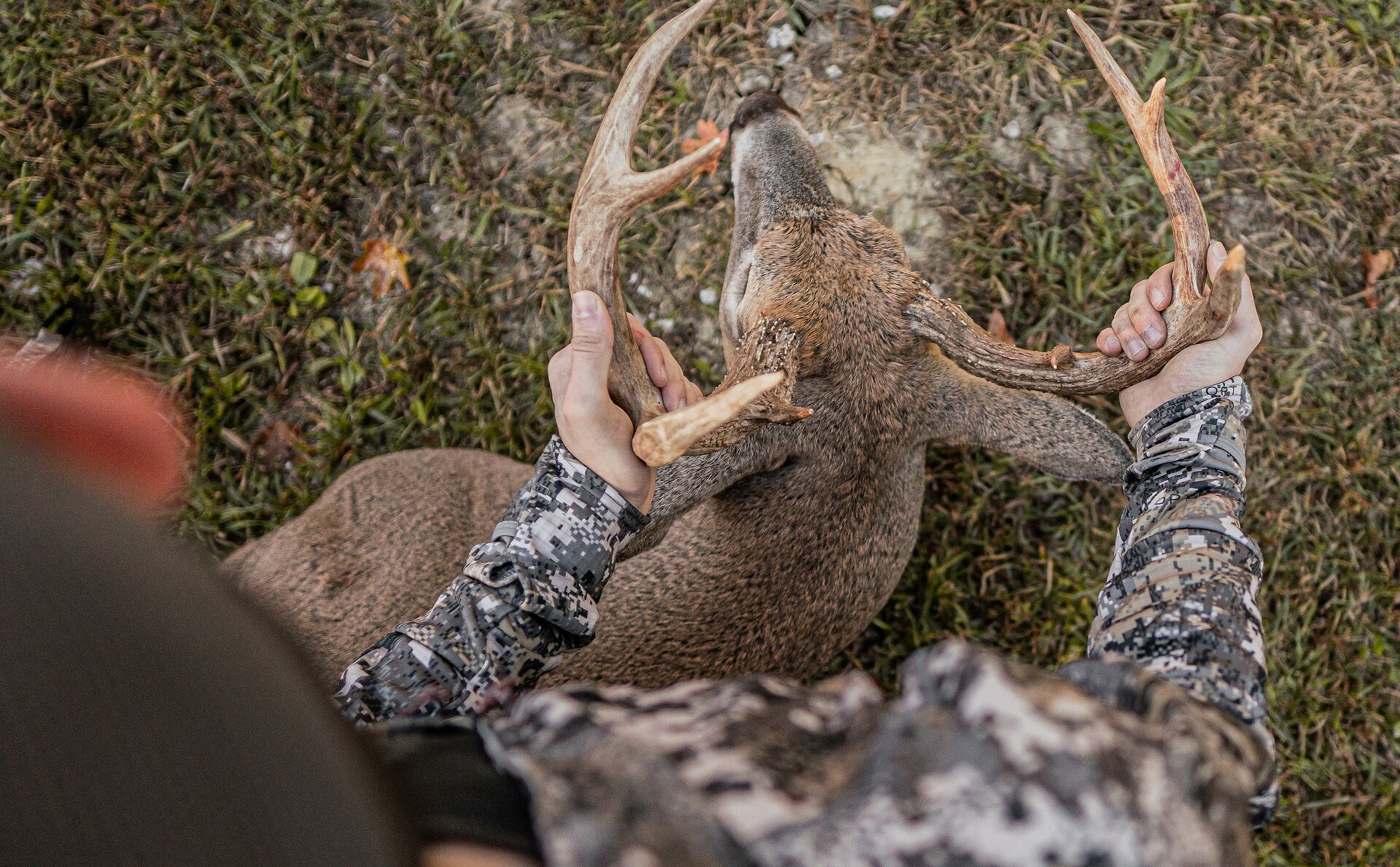 Hunter looks down at buck and antlers while holding them after hunt. 