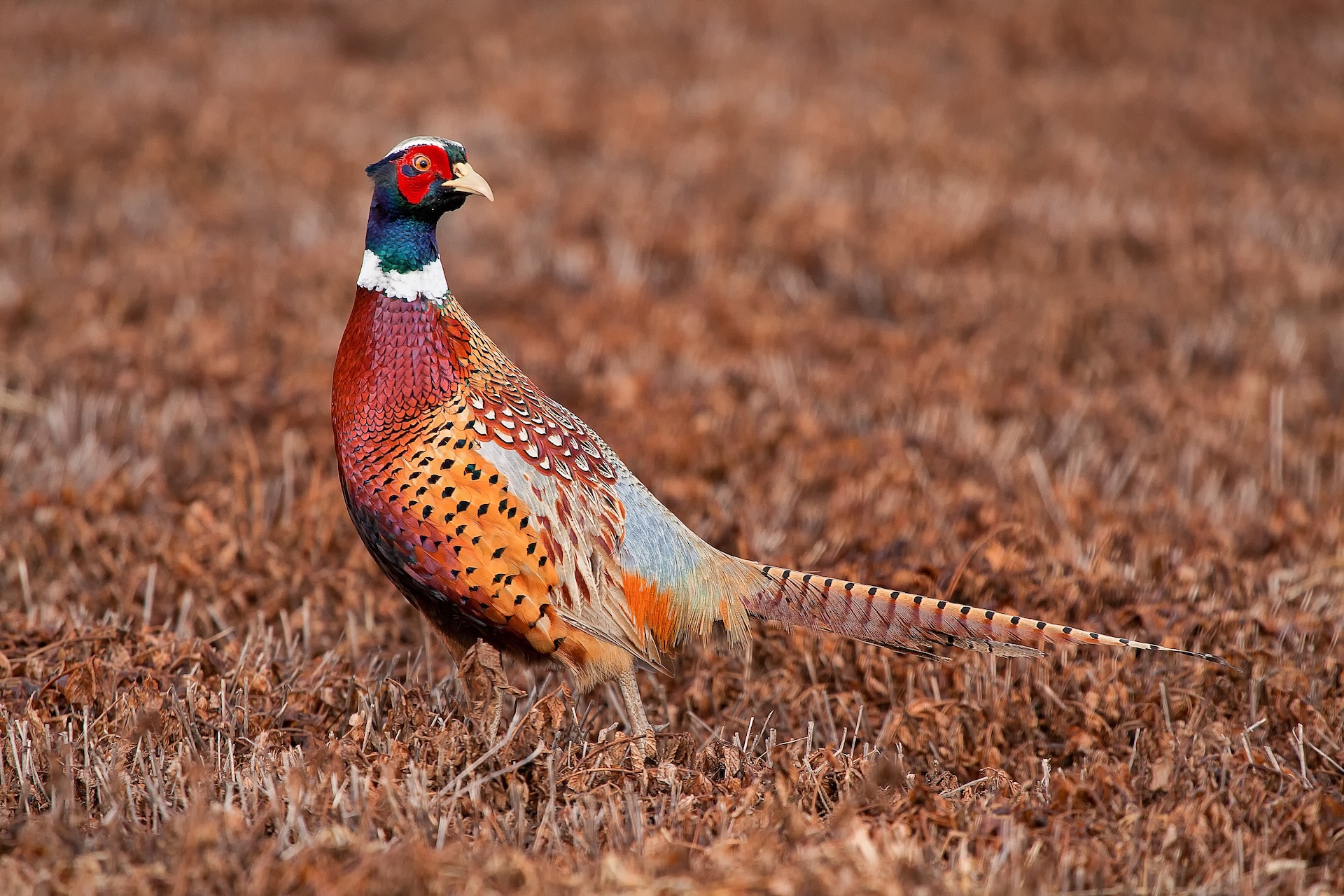 A pheasant on the ground, pheasant hunting tips concept. 
