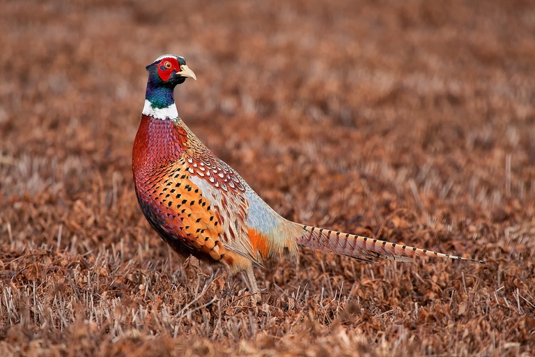 A pheasant on the ground, pheasant hunting tips concept. 