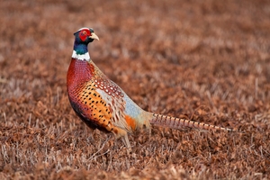 A pheasant on the ground, pheasant hunting tips concept.