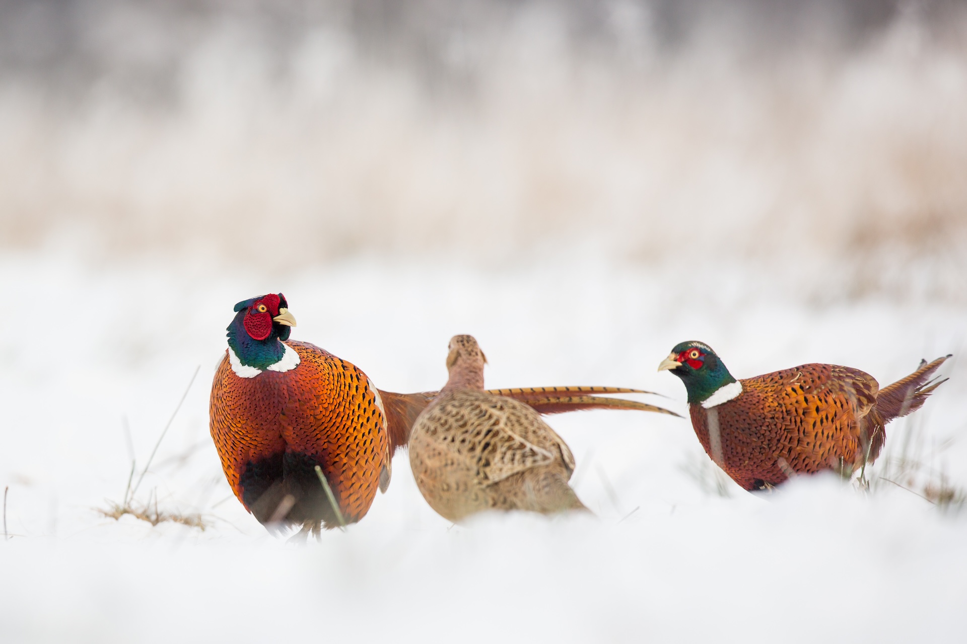 Three pheasants in the snow, pheasant hunting tips concept.