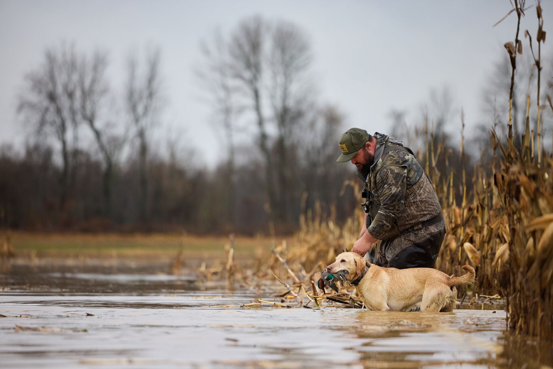 Hunter with dog carrying duck in water, know the duck limits in NC concept. 