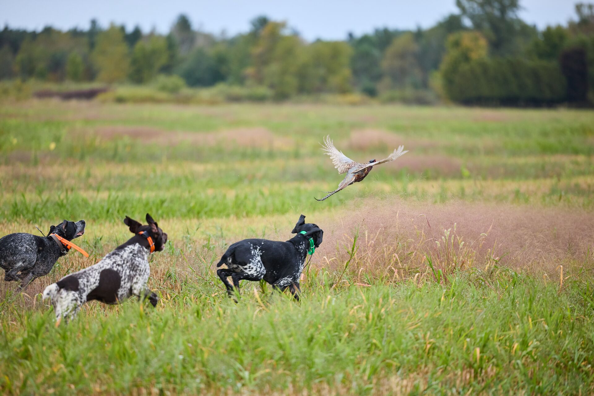 Dogs chase pheasants in field, Montana upland bird season concept. 