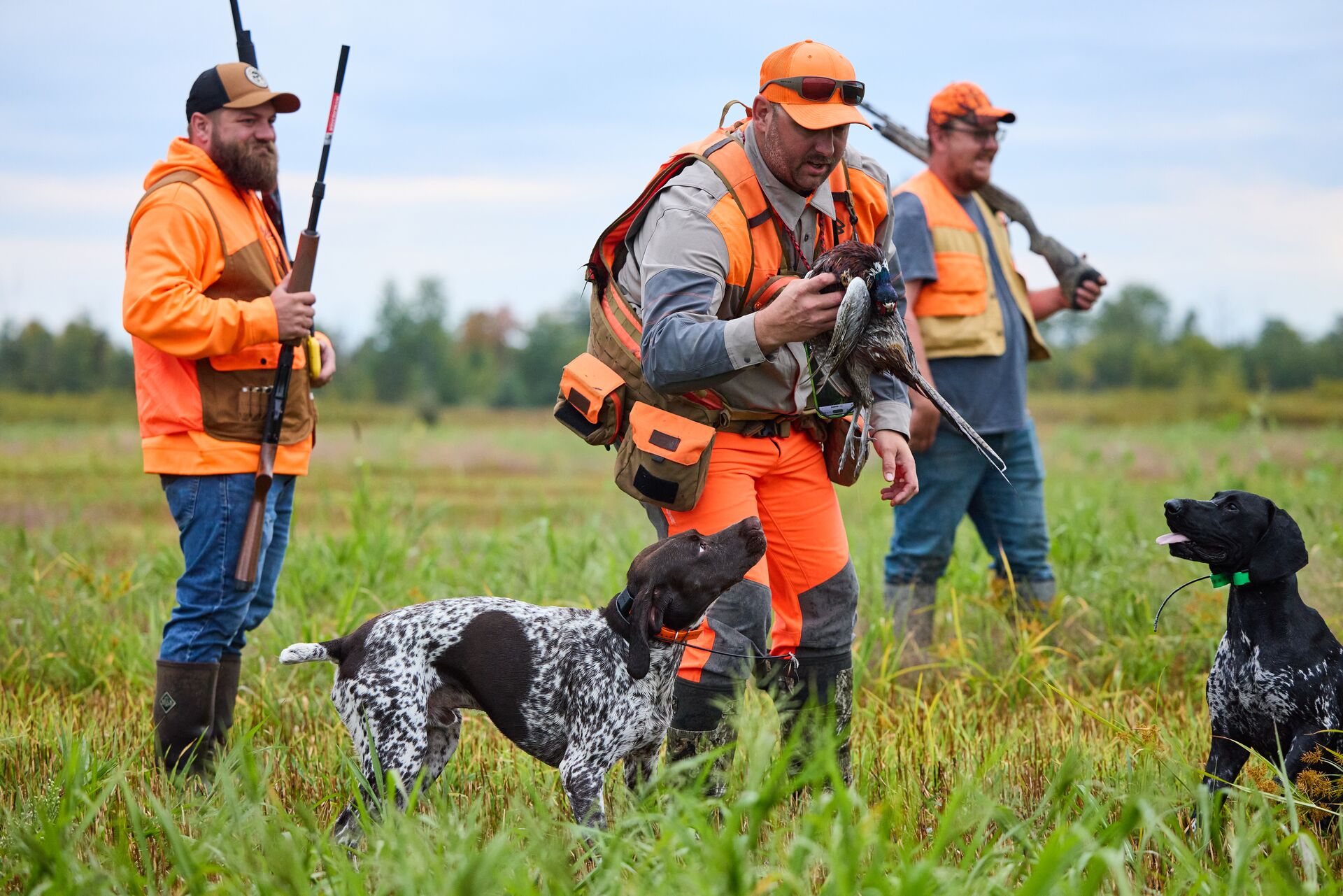 Hunters in blaze orange with dogs and pheasant in field for hunt. 