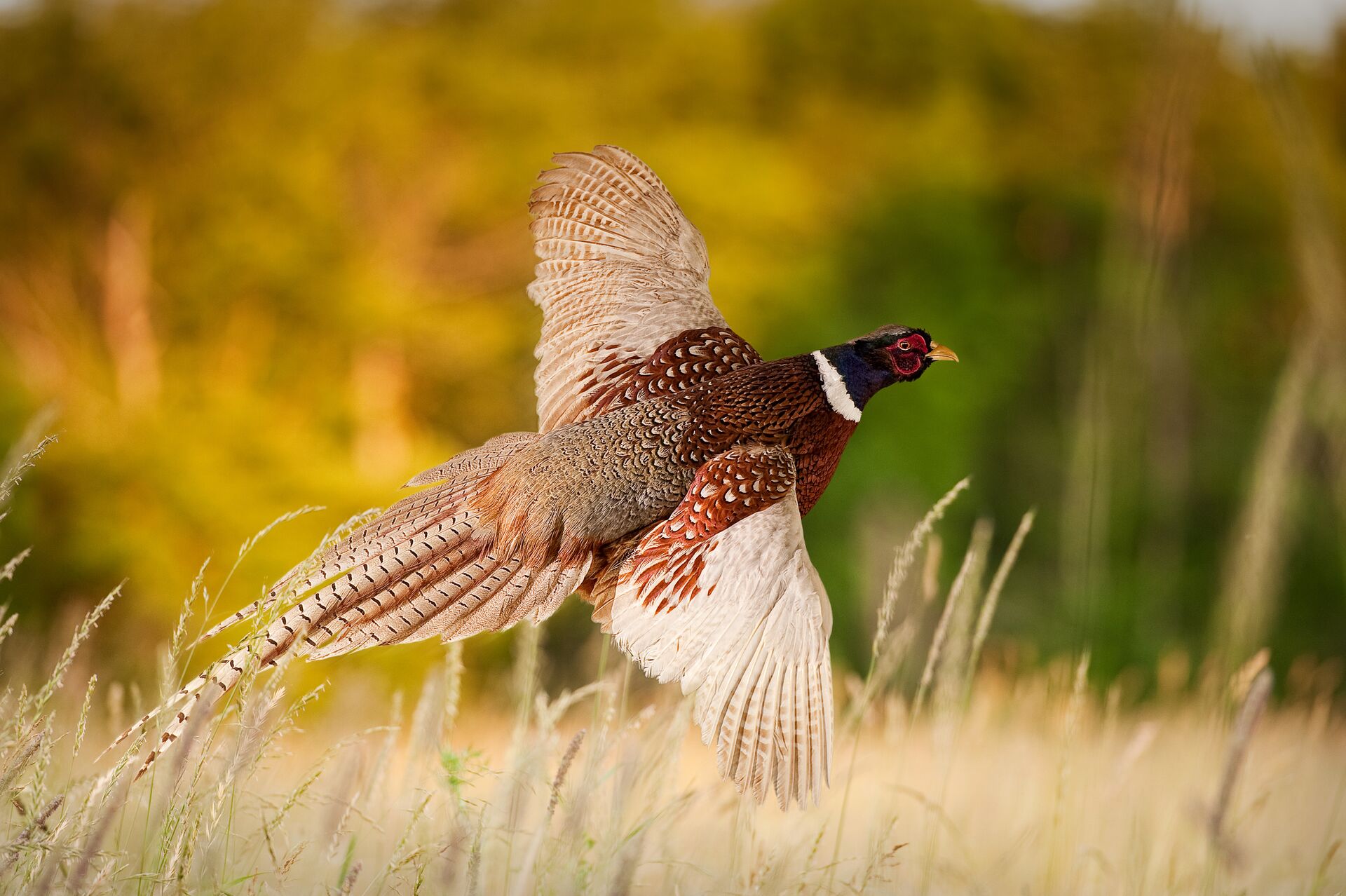 Pheasant taking flight, Montana upland bird hunting concept. 
