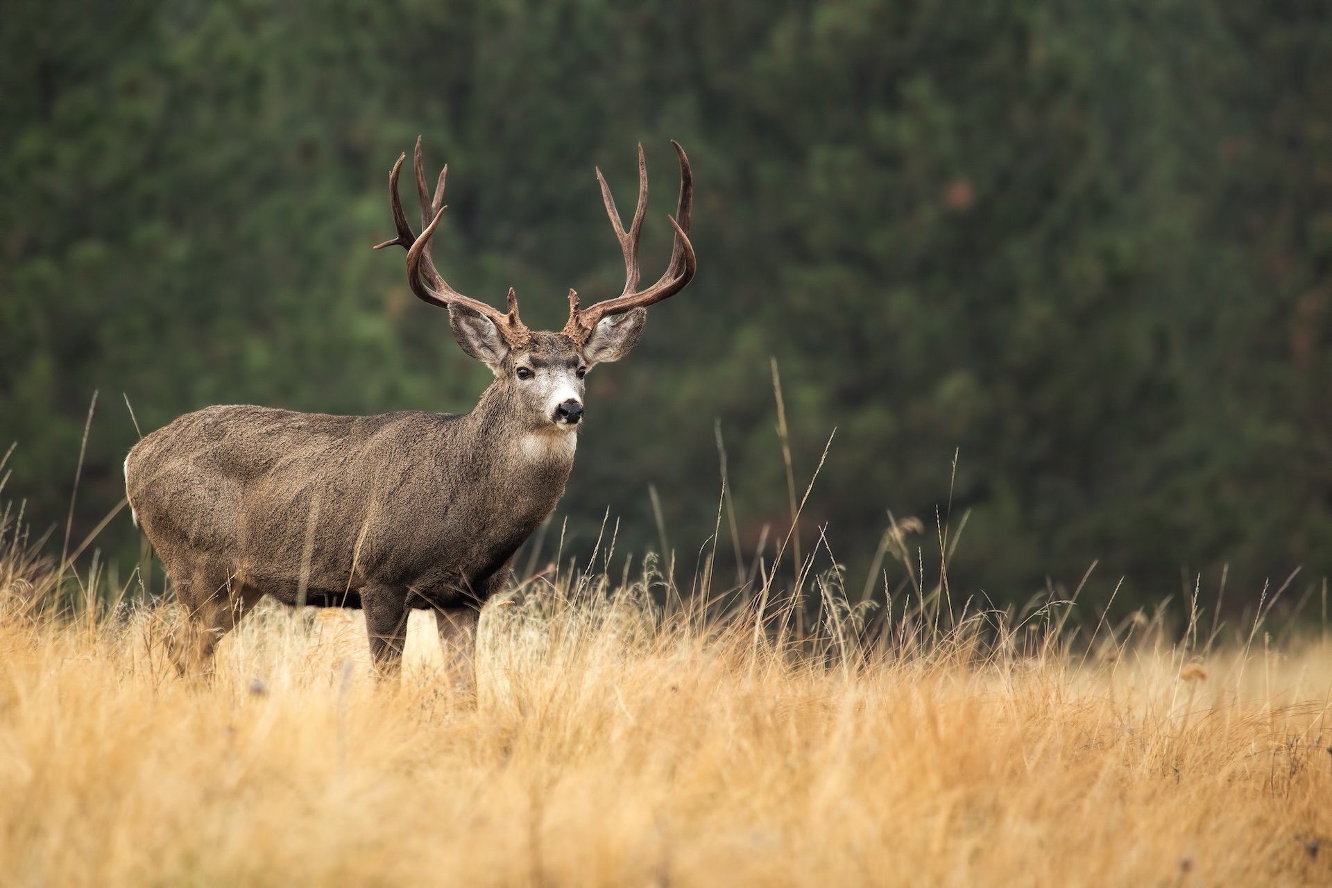 Mule deer buck in open field, mule deer hunting Arizona concept. 