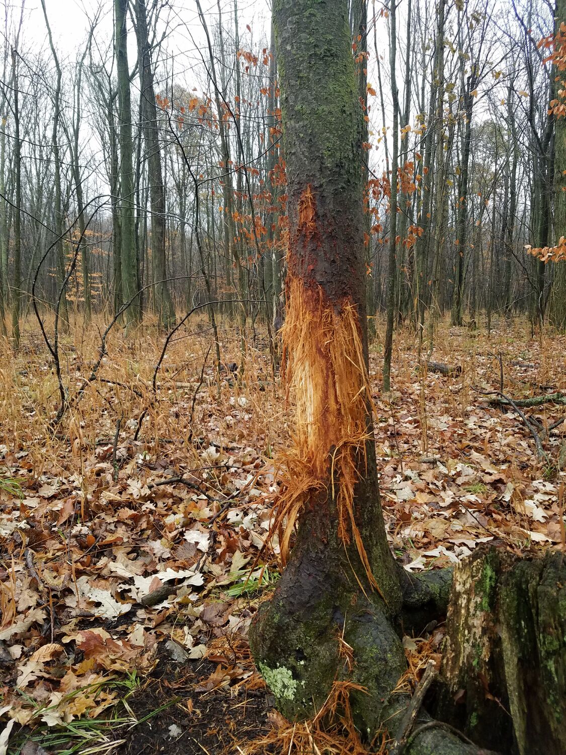 Deer rub on tree, signs of nearby deer bedding areas concept.
