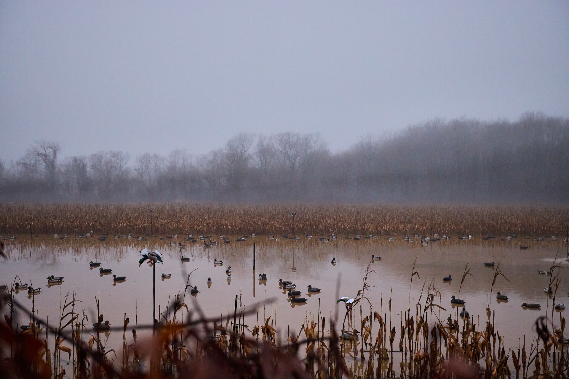 Many decoys on the water, duck decoy spreads for marsh concept.