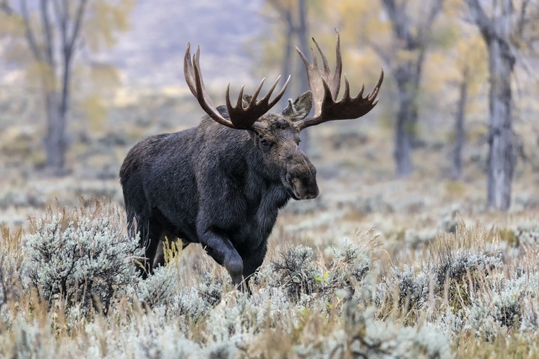 A moose in the wild, hunting in Alaska concept. 