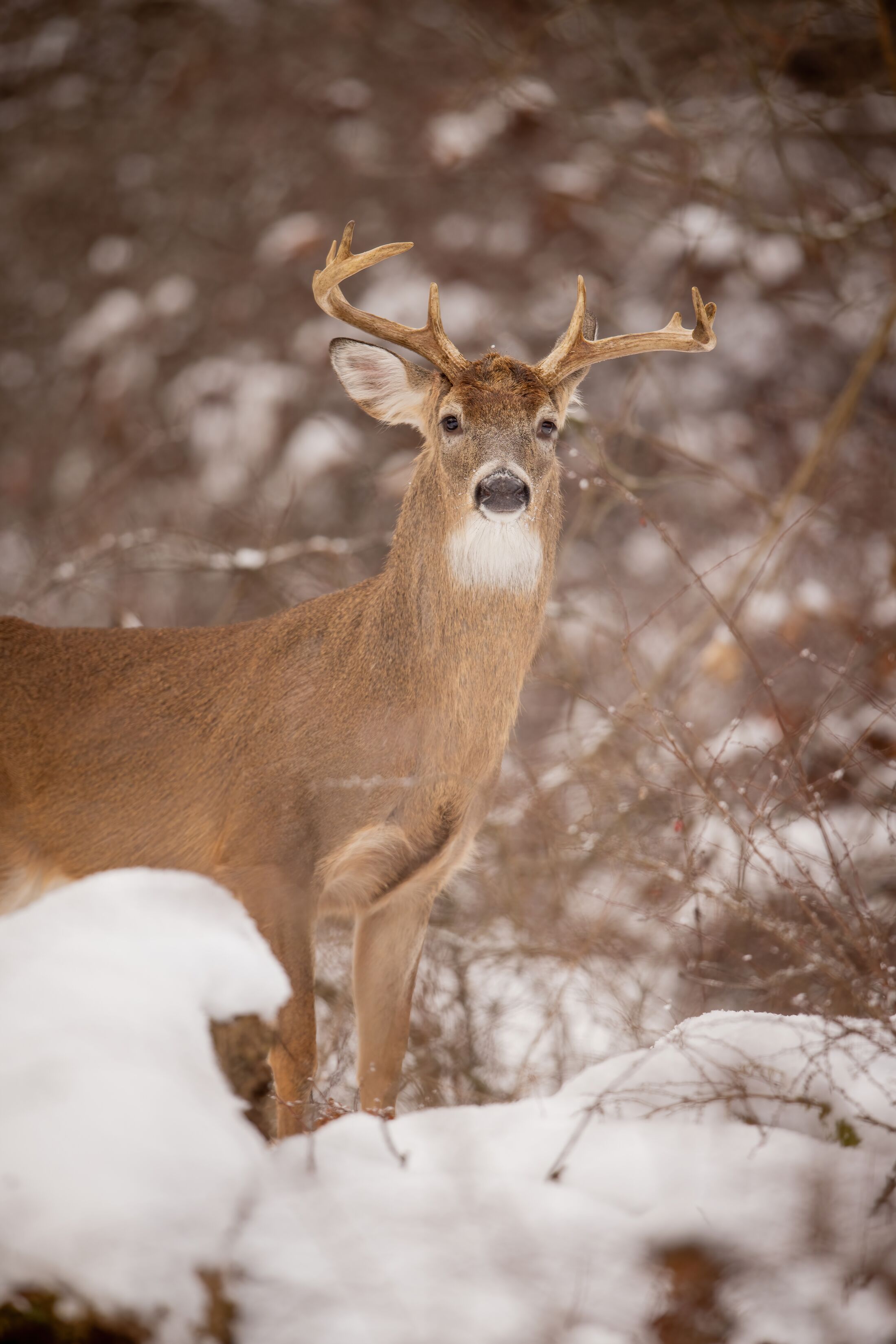 Buck deer stands in the snow, late season buck hunting concept.