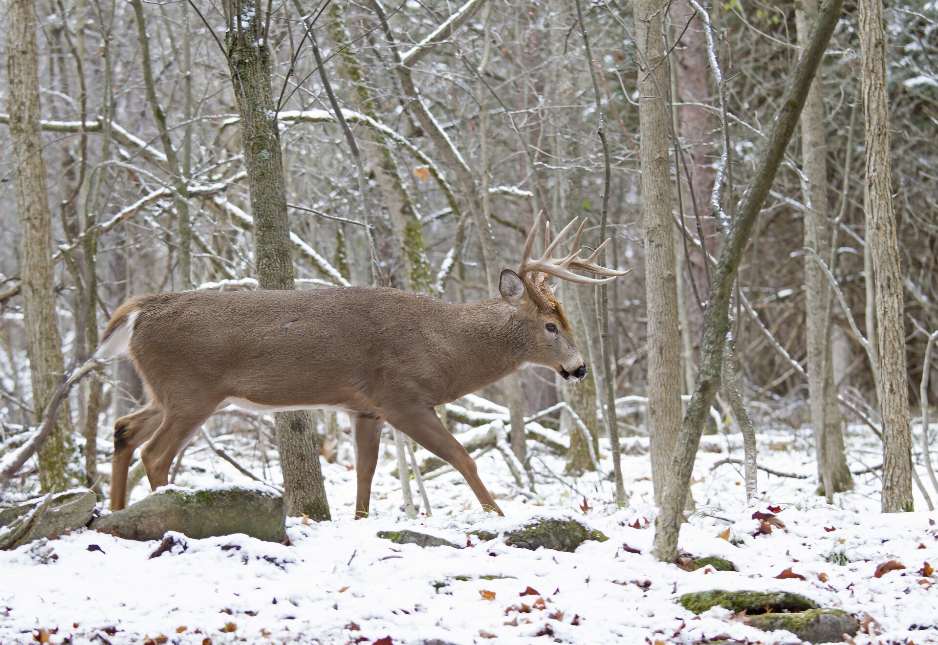 Buck deer in snowy woods, late season deer hunting tips concept.